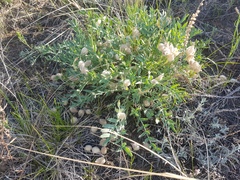 Oxytropis caespitosa