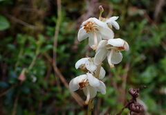 Pyrola morrisonensis
