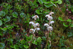 Pyrola morrisonensis