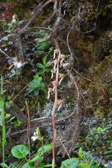 Pyrola morrisonensis