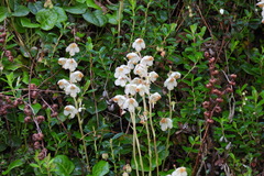 Pyrola morrisonensis