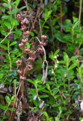 Pyrola morrisonensis