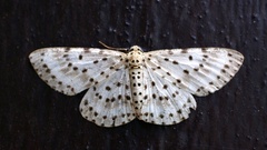 Percnia suffusa
