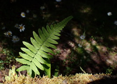 Dryopteris subatrata
