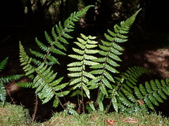 Polystichum piceopaleaceum