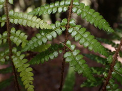 Polystichum piceopaleaceum