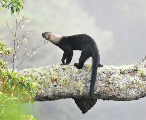 Tayra