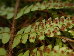 Polystichum piceopaleaceum