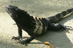 Ctenosaura oedirhina