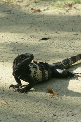 Ctenosaura oedirhina