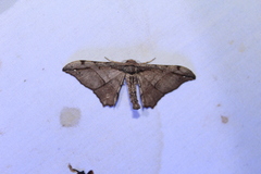 Hyposidra infixaria