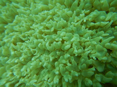 Physogyra lichtensteini