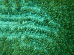 Physogyra lichtensteini