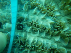 Physogyra lichtensteini