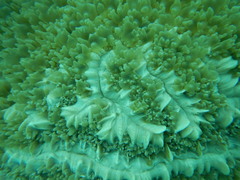 Physogyra lichtensteini