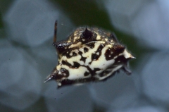 Gasteracantha kuhli
