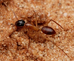Camponotus nigriceps