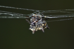 Gasteracantha kuhli