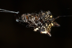 Gasteracantha kuhli