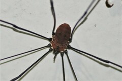 Leiobunum nigropalpi