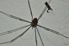 Leiobunum nigropalpi