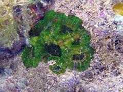 Sclerophyllia maxima