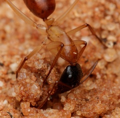 Camponotus nigriceps