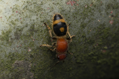 Odontomutilla uranioides