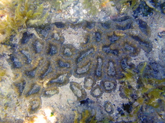 Sclerophyllia maxima
