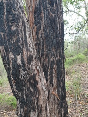 Eucalyptus tindaliae