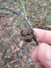 Eucalyptus tindaliae