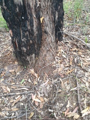 Eucalyptus tindaliae