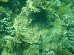 Echinopora hirsutissima