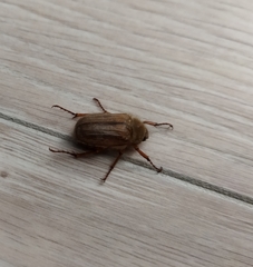 Amphimallon solstitiale