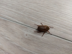 Amphimallon solstitiale