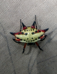 Gasteracantha sanguinolenta