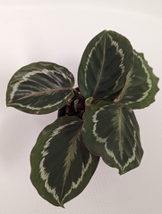 Goeppertia roseopicta