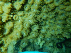 Echinopora hirsutissima