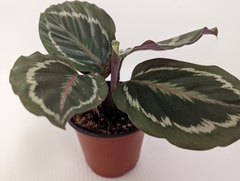 Goeppertia roseopicta