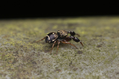 Harmochirus insulanus