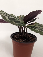 Goeppertia roseopicta