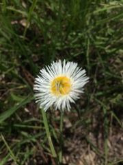 Erigeron delphinifolius