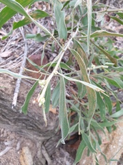 Acacia julifera