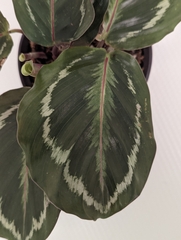 Goeppertia roseopicta