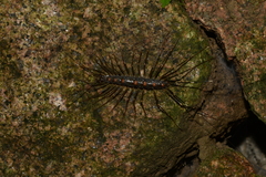 Thereuonema tuberculata