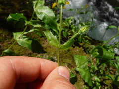 Arnica lanceolata prima
