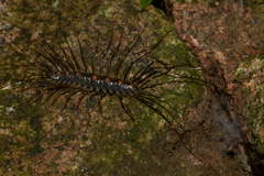 Thereuonema tuberculata