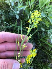 Erysimum inconspicuum
