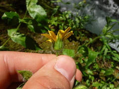Arnica lanceolata prima