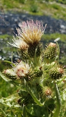 Cirsium douglasii